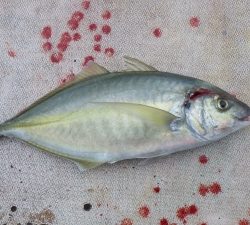 本部釣りイカダ 釣果