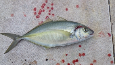 本部釣りイカダ 釣果