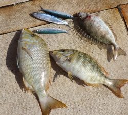 本部釣りイカダ 釣果