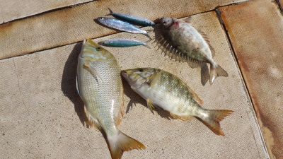 本部釣りイカダ 釣果