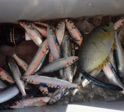 本部釣りイカダ 釣果