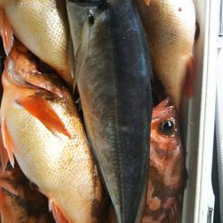 モンロー号 釣果