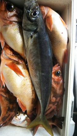 モンロー号 釣果