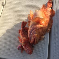 マタウマリンサービス 釣果