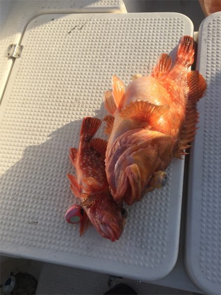 マタウマリンサービス 釣果