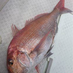 マタウマリンサービス 釣果