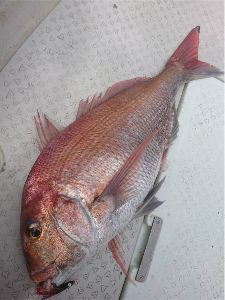 マタウマリンサービス 釣果