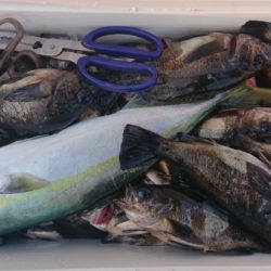 オーフリー 釣果