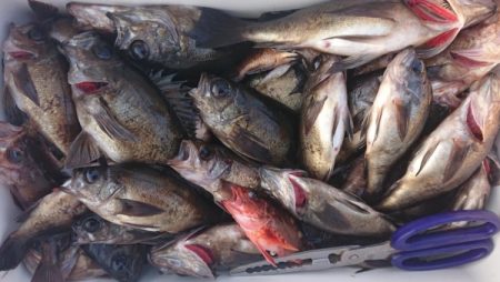 オーフリー 釣果