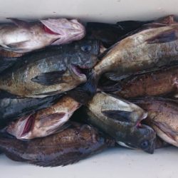 オーフリー 釣果