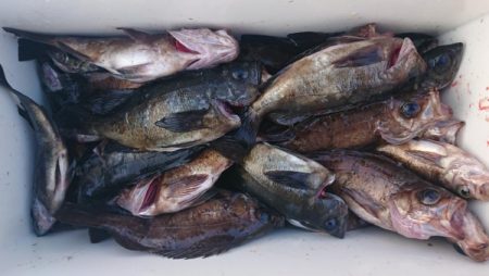 オーフリー 釣果