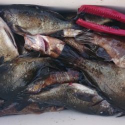 オーフリー 釣果