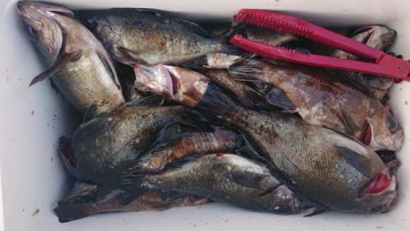 オーフリー 釣果