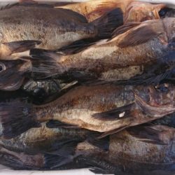 オーフリー 釣果