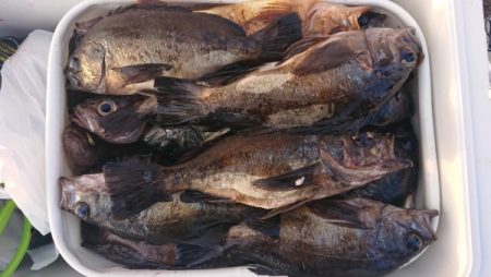 オーフリー 釣果