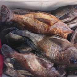 オーフリー 釣果