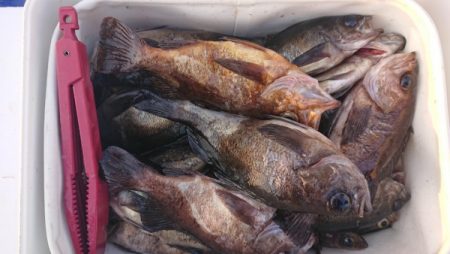 オーフリー 釣果