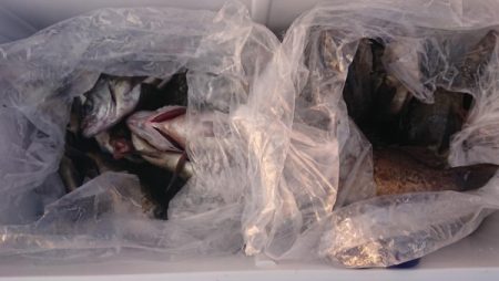 オーフリー 釣果