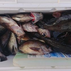 オーフリー 釣果