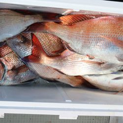 松本釣船２ 釣果