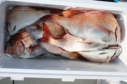 松本釣船２ 釣果