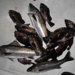 ルアー船マヒマヒ 釣果