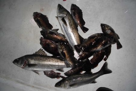 ルアー船マヒマヒ 釣果