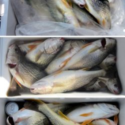 来温丸（らいおんまる） 釣果