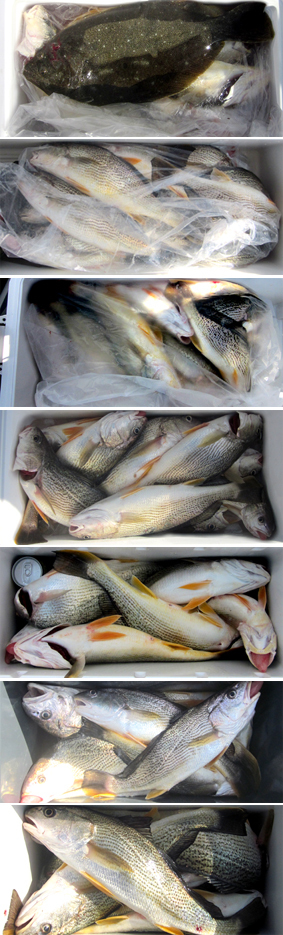 来温丸（らいおんまる） 釣果