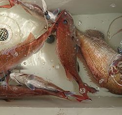 松本釣船２ 釣果