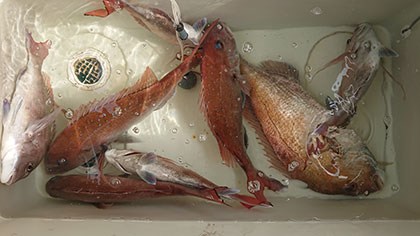 松本釣船２ 釣果