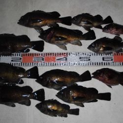 ルアー船マヒマヒ 釣果