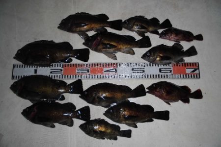 ルアー船マヒマヒ 釣果