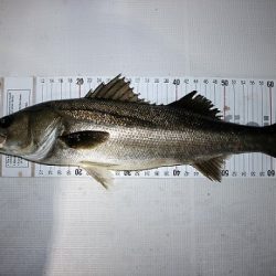 フルコンタクト 釣果