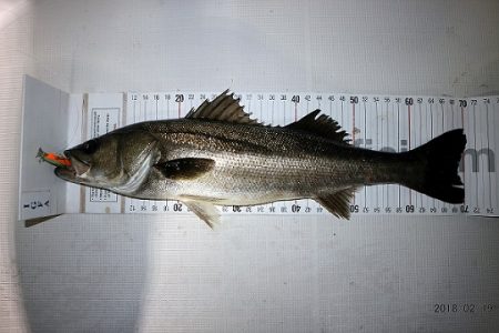 フルコンタクト 釣果