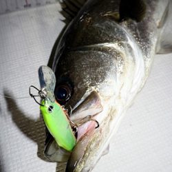 フルコンタクト 釣果