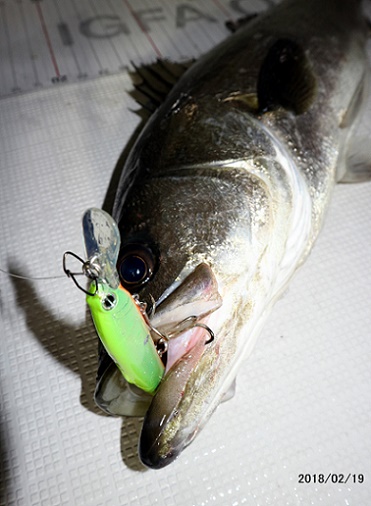 フルコンタクト 釣果