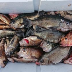 オーフリー 釣果