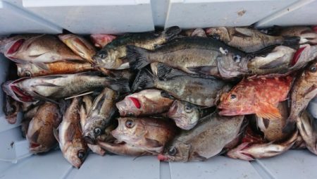 オーフリー 釣果