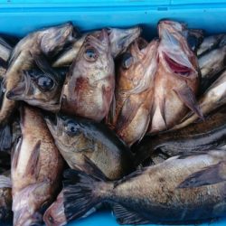 オーフリー 釣果