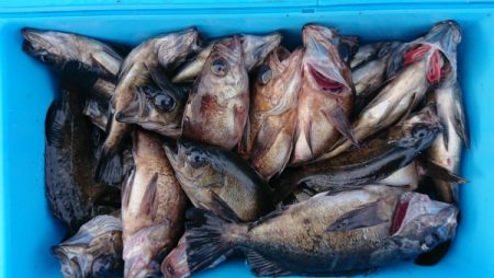 オーフリー 釣果