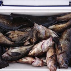 オーフリー 釣果