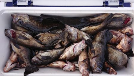 オーフリー 釣果