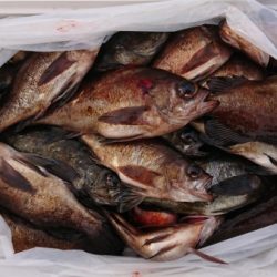 オーフリー 釣果