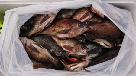 オーフリー 釣果