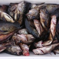 オーフリー 釣果