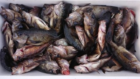 オーフリー 釣果