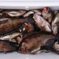 オーフリー 釣果