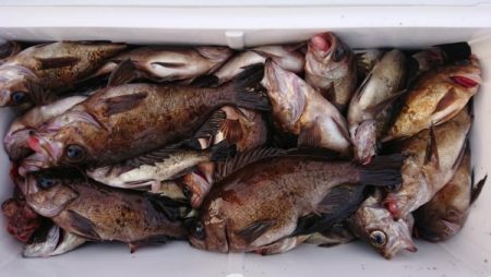 オーフリー 釣果