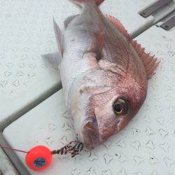 マタウマリンサービス 釣果